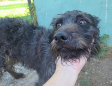 SERENO, Hund, Mischlingshund in Spanien - Bild 2