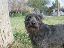 SERENO, Hund, Mischlingshund in Spanien - Bild 3