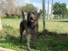 SERENO, Hund, Mischlingshund in Spanien - Bild 4