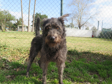 SERENO, Hund, Mischlingshund in Spanien - Bild 5
