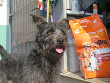 SERENO, Hund, Mischlingshund in Spanien - Bild 6