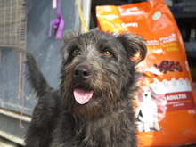 SERENO, Hund, Mischlingshund in Spanien - Bild 7