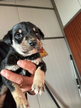 IMANI, Hund, Mischlingshund in Rumänien - Bild 1