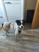 MAITE, Hund, Mischlingshund in Emden - Bild 1