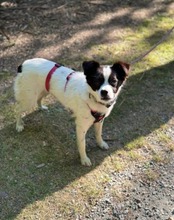 MAITE, Hund, Mischlingshund in Emden - Bild 10
