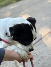 MAITE, Hund, Mischlingshund in Emden - Bild 12