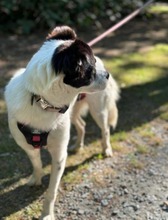 MAITE, Hund, Mischlingshund in Emden - Bild 13