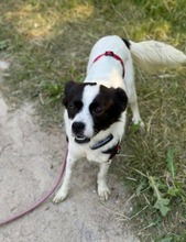 MAITE, Hund, Mischlingshund in Emden - Bild 14