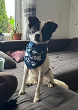 MAITE, Hund, Mischlingshund in Emden - Bild 15