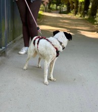 MAITE, Hund, Mischlingshund in Emden - Bild 16