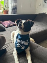 MAITE, Hund, Mischlingshund in Emden - Bild 2