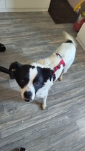 MAITE, Hund, Mischlingshund in Emden - Bild 4