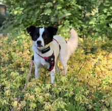MAITE, Hund, Mischlingshund in Emden - Bild 5