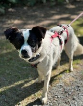 MAITE, Hund, Mischlingshund in Emden - Bild 6
