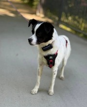 MAITE, Hund, Mischlingshund in Emden - Bild 7