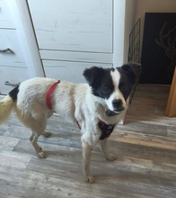 MAITE, Hund, Mischlingshund in Emden - Bild 8
