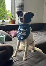MAITE, Hund, Mischlingshund in Emden - Bild 9