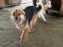 KEPI, Hund, Mischlingshund in Rumänien - Bild 2