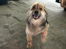 KEPI, Hund, Mischlingshund in Rumänien - Bild 3