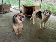 KEPI, Hund, Mischlingshund in Rumänien - Bild 4