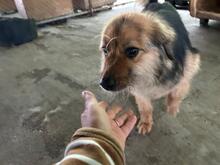 KEPI, Hund, Mischlingshund in Rumänien - Bild 5