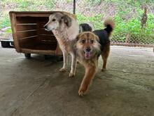 KEPI, Hund, Mischlingshund in Rumänien - Bild 6