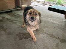 KEPI, Hund, Mischlingshund in Rumänien - Bild 7