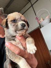 INEZ, Hund, Mischlingshund in Rumänien - Bild 1