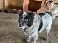 PUMA, Hund, Mischlingshund in Rumänien - Bild 7