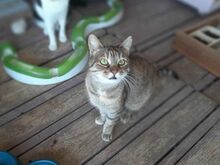 ANNA, Katze, Europäisch Kurzhaar in Griechenland - Bild 1