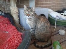 ANNA, Katze, Europäisch Kurzhaar in Griechenland - Bild 2