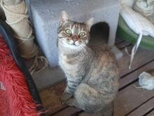 ANNA, Katze, Europäisch Kurzhaar in Griechenland - Bild 3