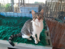 CAPRI, Katze, Europäisch Kurzhaar in Griechenland - Bild 1