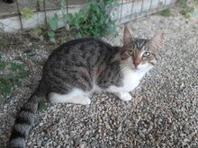 CAPRI, Katze, Europäisch Kurzhaar in Griechenland - Bild 2
