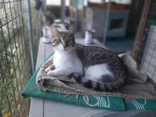 CAPRI, Katze, Europäisch Kurzhaar in Griechenland - Bild 3