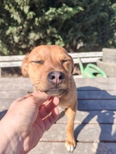 CSINI, Hund, Mischlingshund in Ungarn - Bild 1