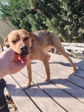 CSINI, Hund, Mischlingshund in Ungarn - Bild 2
