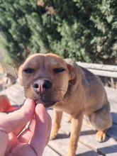 CSINI, Hund, Mischlingshund in Ungarn - Bild 3