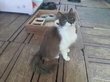 DEBBIE, Katze, Langhaarkatze in Griechenland - Bild 1