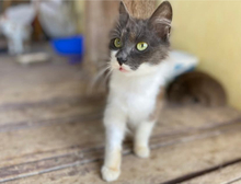 DEBBIE, Katze, Langhaarkatze in Griechenland - Bild 2