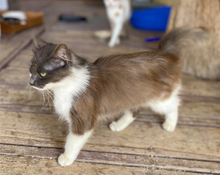 DEBBIE, Katze, Langhaarkatze in Griechenland - Bild 3