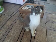 DEBBIE, Katze, Langhaarkatze in Griechenland - Bild 4