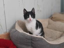DONUT, Katze, Europäisch Kurzhaar in Griechenland - Bild 1