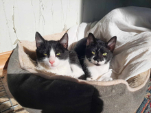 DONUT, Katze, Europäisch Kurzhaar in Griechenland - Bild 2