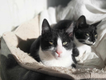 DONUT, Katze, Europäisch Kurzhaar in Griechenland - Bild 3