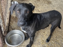 HEKTOR, Hund, Mischlingshund in Ungarn - Bild 1