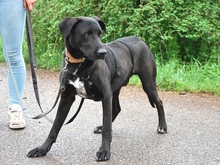 HEKTOR, Hund, Mischlingshund in Ungarn - Bild 2