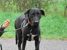 HEKTOR, Hund, Mischlingshund in Ungarn - Bild 3