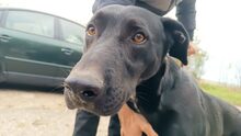 HEKTOR, Hund, Mischlingshund in Ungarn - Bild 4