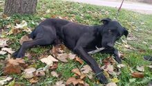 HEKTOR, Hund, Mischlingshund in Ungarn - Bild 5
